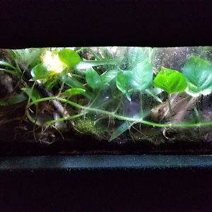 Rainforest Adventures - Dart Frogs