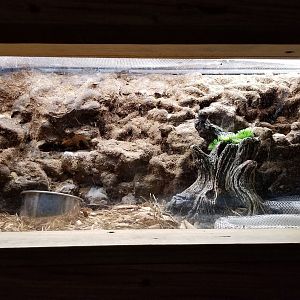 ID? Rainforest Adventures - Snake