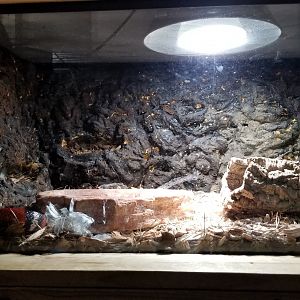 Rainforest Adventures - Sinaloan Milk Snake