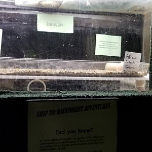 Rainforest Adventures - Sulcata eggs