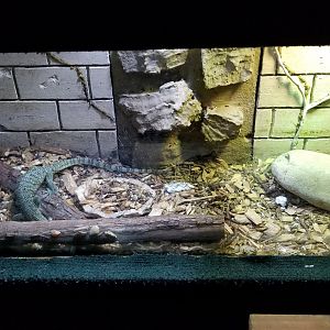 ID? Rainforest Adventures - Unsigned lizard