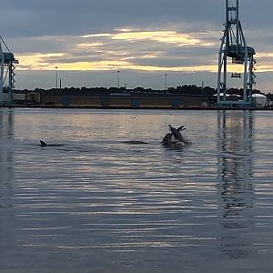 St. Johns River Common Bottlenose Dolphin Pod