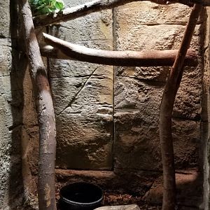 Rainforest Adventures - Hog Island Boa