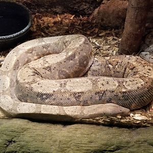 Rainforest Adventures - Hog Island Boa
