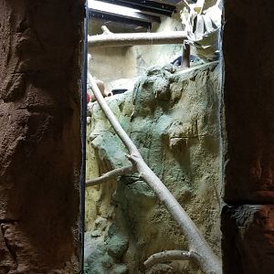 Rainforest Adventures - Binturong from right side