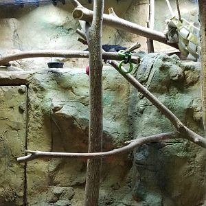 Rainforest Adventures - Binturong