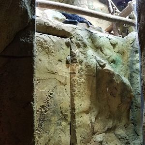 Rainforest Adventures - Binturong from left side