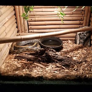 Rainforest Adventures - Taiwanese Beauty Snake