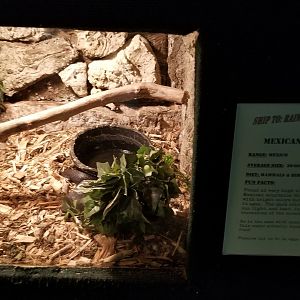 Rainforest Adventures - Mexican Milk Snake