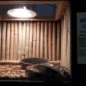 Rainforest Adventures - Carpet Python