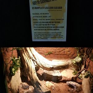 Rainforest Adventures - European Legless Lizard