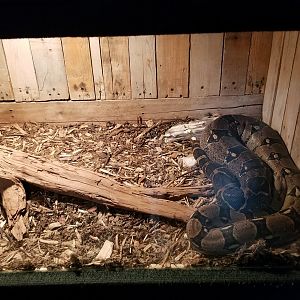 Rainforest Adventures - Boa Constrictor, signed as Ball Python