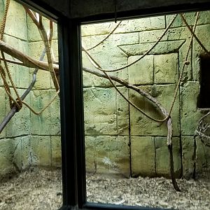 Rainforest Adventures - Golden-headed Lion Tamarin exhibit