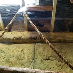 Rainforest Adventures - Golden-headed Lion Tamarins