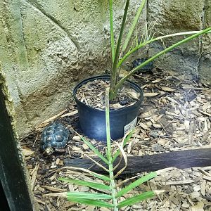 Rainforest Adventures - Young Red-footed Tortoises in with Tamarins