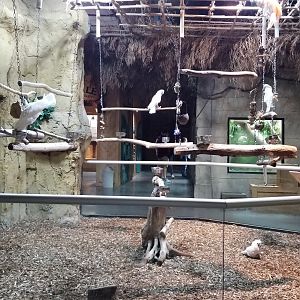 Rainforest Adventures - Cockatoo area