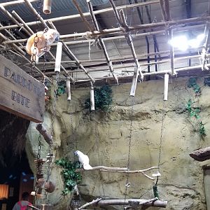 Rainforest Adventures - Cockatoos