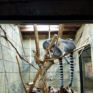 Rainforest Adventures - Ring-tailed Lemurs, back view