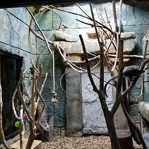 Rainforest Adventures - Common Marmosets