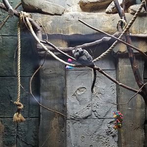 Rainforest Adventures - Common Marmoset with young baby on back