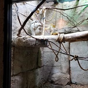 Rainforest Adventures - Squirrel Monkeys