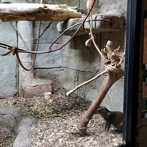 Rainforest Adventures - Agouti and Squirrel Monkeys