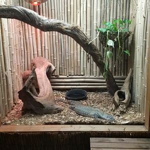 Rainforest Adventures - Nile Monitor