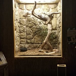 Rainforest Adventures - Boa Constrictors