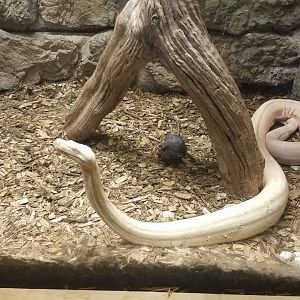 Rainforest Adventures - Boa Constrictor with frozen rat