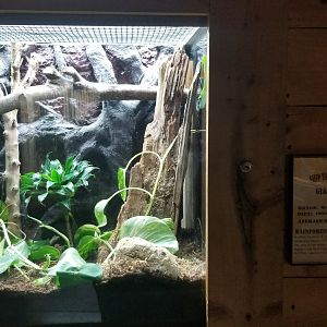 Rainforest Adventures - Giant Day Gecko