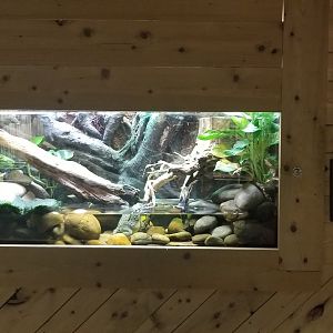 Rainforest Adventures - Unsigned American Bullfrog