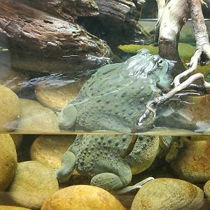 Rainforest Adventures - Unsigned African Bullfrog