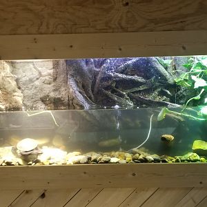 Rainforest Adventures - "Snake Neck Turtle"