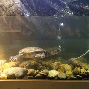 ID? Rainforest Adventures - "Snake Neck Turtle"