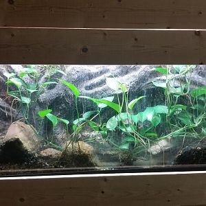 Rainforest Adventures - Blue Dart Frog