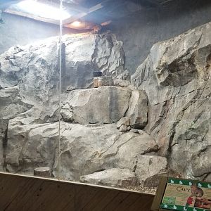 Rainforest Adventures - African Rock Hyrax and Patagonian Mara