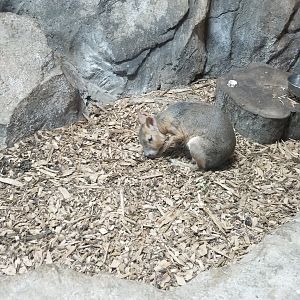 Rainforest Adventures - Patagonian Mara