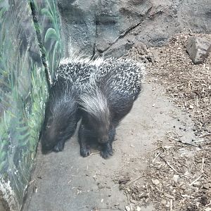 Rainforest Adventures - African Crested Porcupines