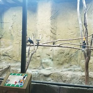 Rainforest Adventures - Toco Toucans