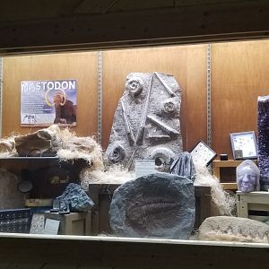 Rainforest Adventures - Fossils