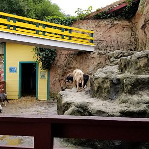 Rainforest Adventures - Outside - Goats