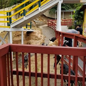 Rainforest Adventures - Outside - Goats