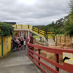 Rainforest Adventures - Outside - Emu and Goats, looking back