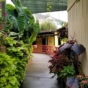 Rainforest Adventures - Outside - dead-end path to sheep