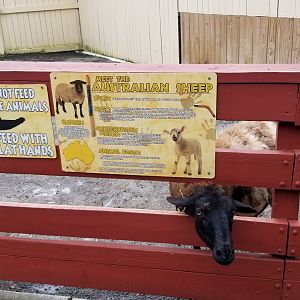 Rainforest Adventures - Outside - Sheep