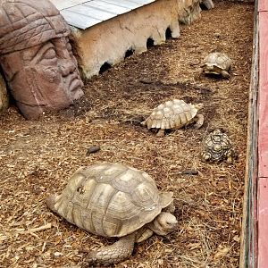 Rainforest Adventures - Outside - Sulcata Tortoises, other species?