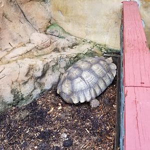 Rainforest Adventures - Outside - Largest Sulcata