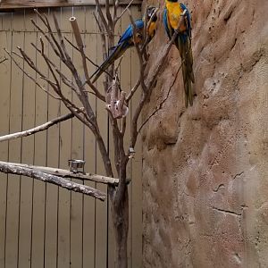 Rainforest Adventures - Outside - Blue & Gold Macaws