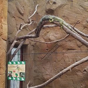 Rainforest Adventures - Outside - Green Iguana