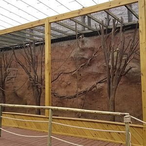 Rainforest Adventures - Outside - Black-cap Capuchins